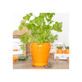 Carrot Shaped Plant Pot with Parsley Seed Balls