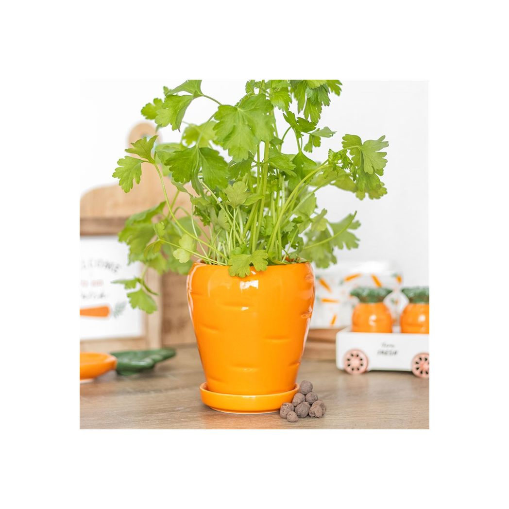 Carrot Shaped Plant Pot with Parsley Seed Balls